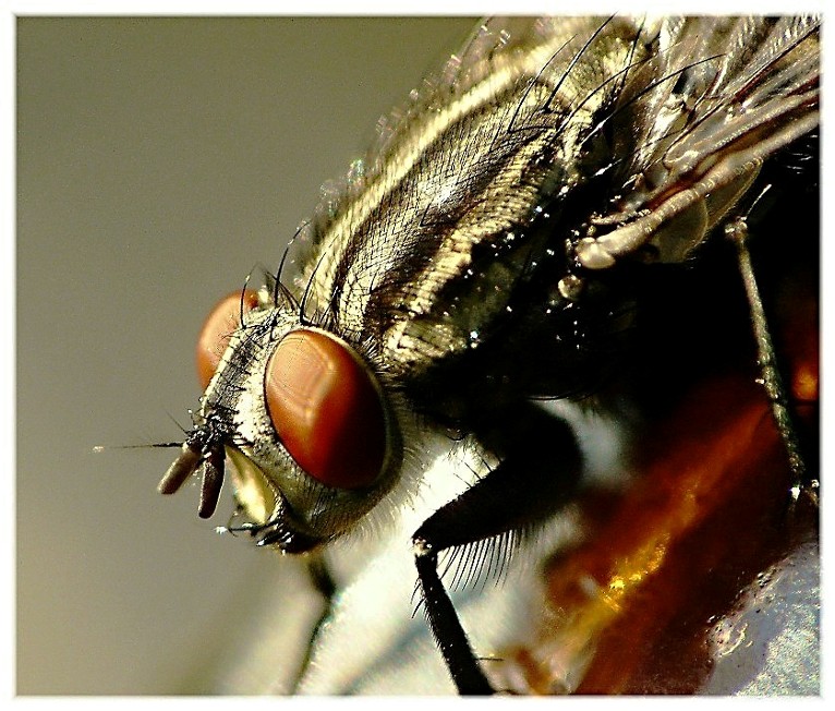 Alcuni ditteri